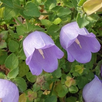 Campanula ephesia incurva in part